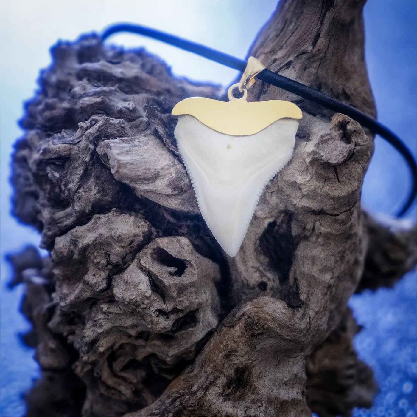 Bull Shark Tooth Necklace Gold