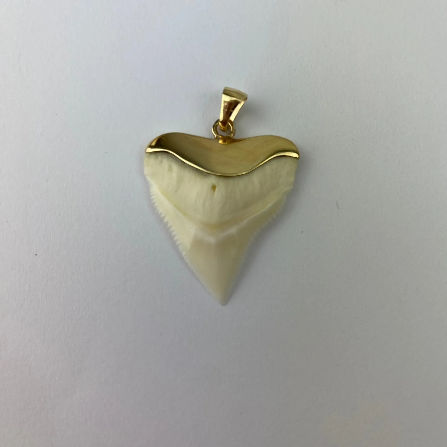 Bull Shark Tooth Necklace Gold