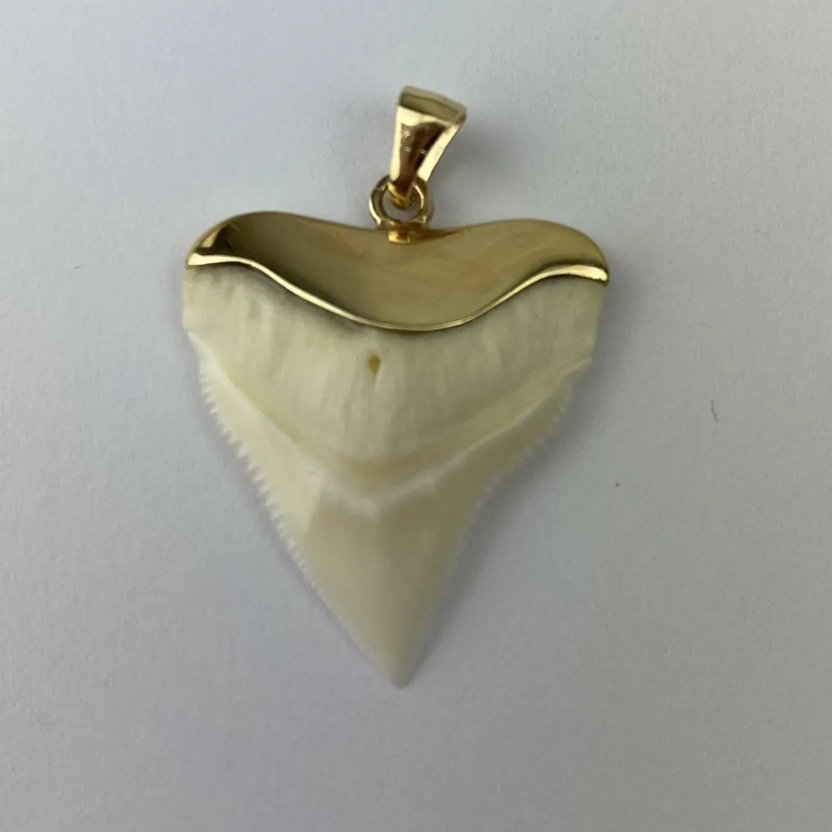 Bull Shark Tooth Necklace Gold