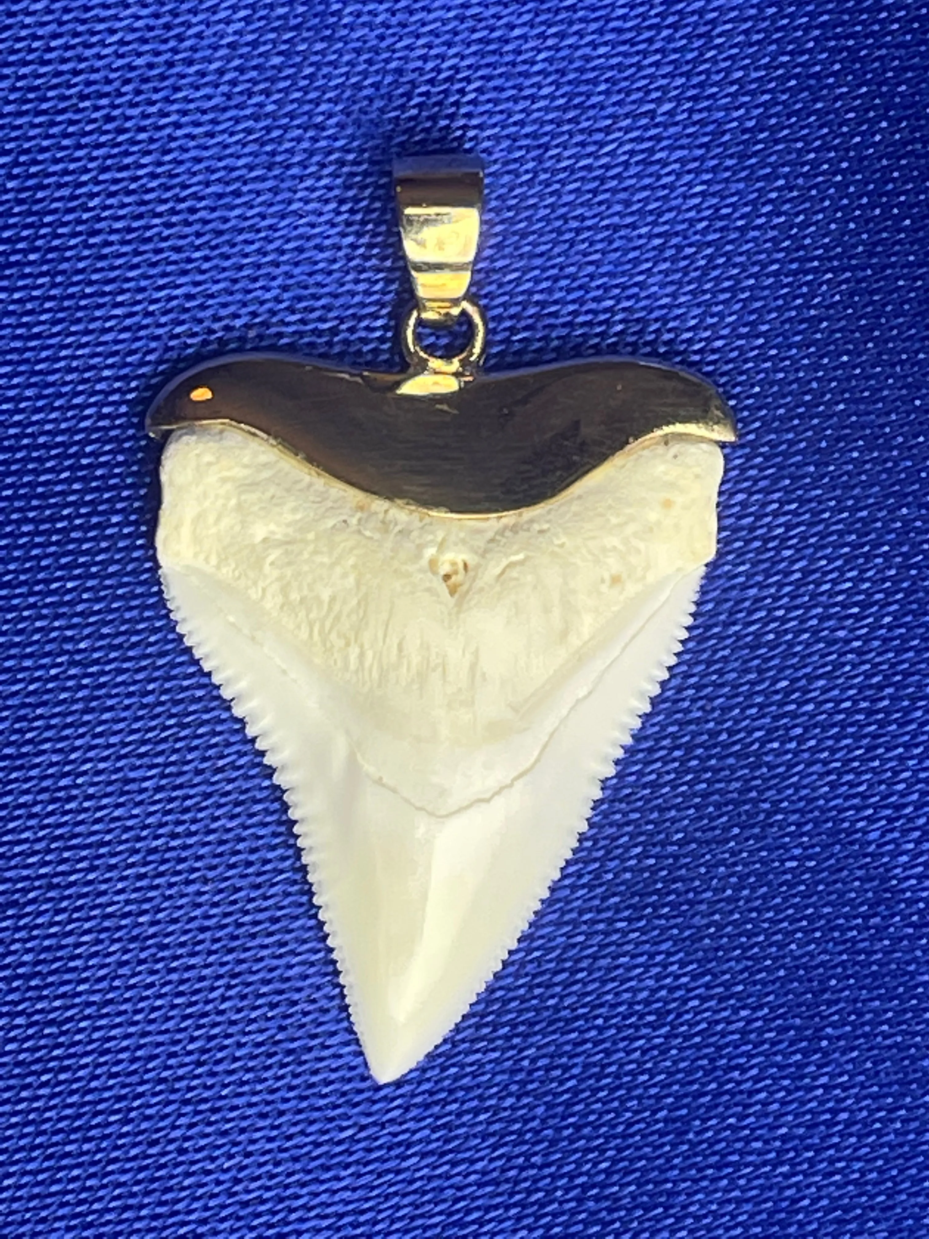Bull Shark Tooth Necklace Gold