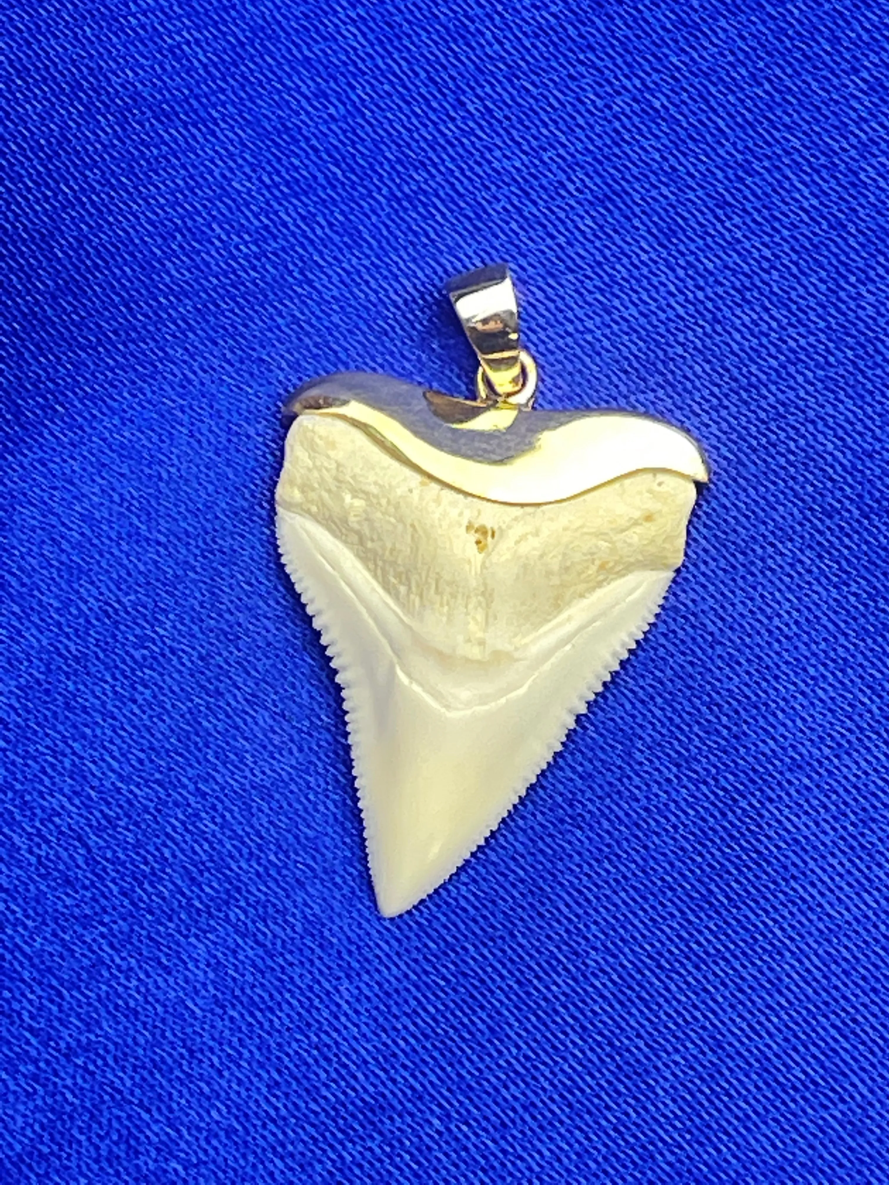 Bull Shark Tooth Necklace Gold
