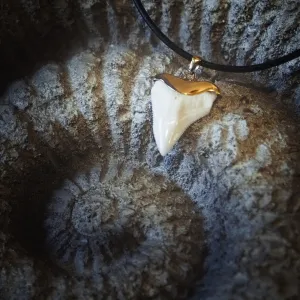 Bull Shark Tooth Necklace Gold