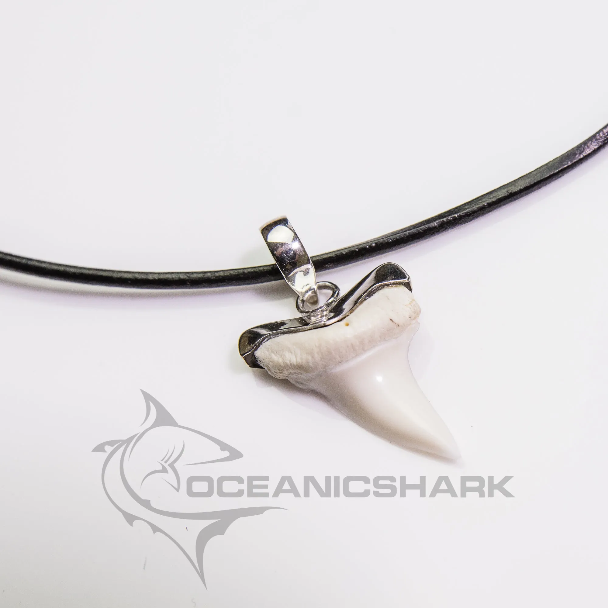 Mako shark teeth surfing diving fishing s29