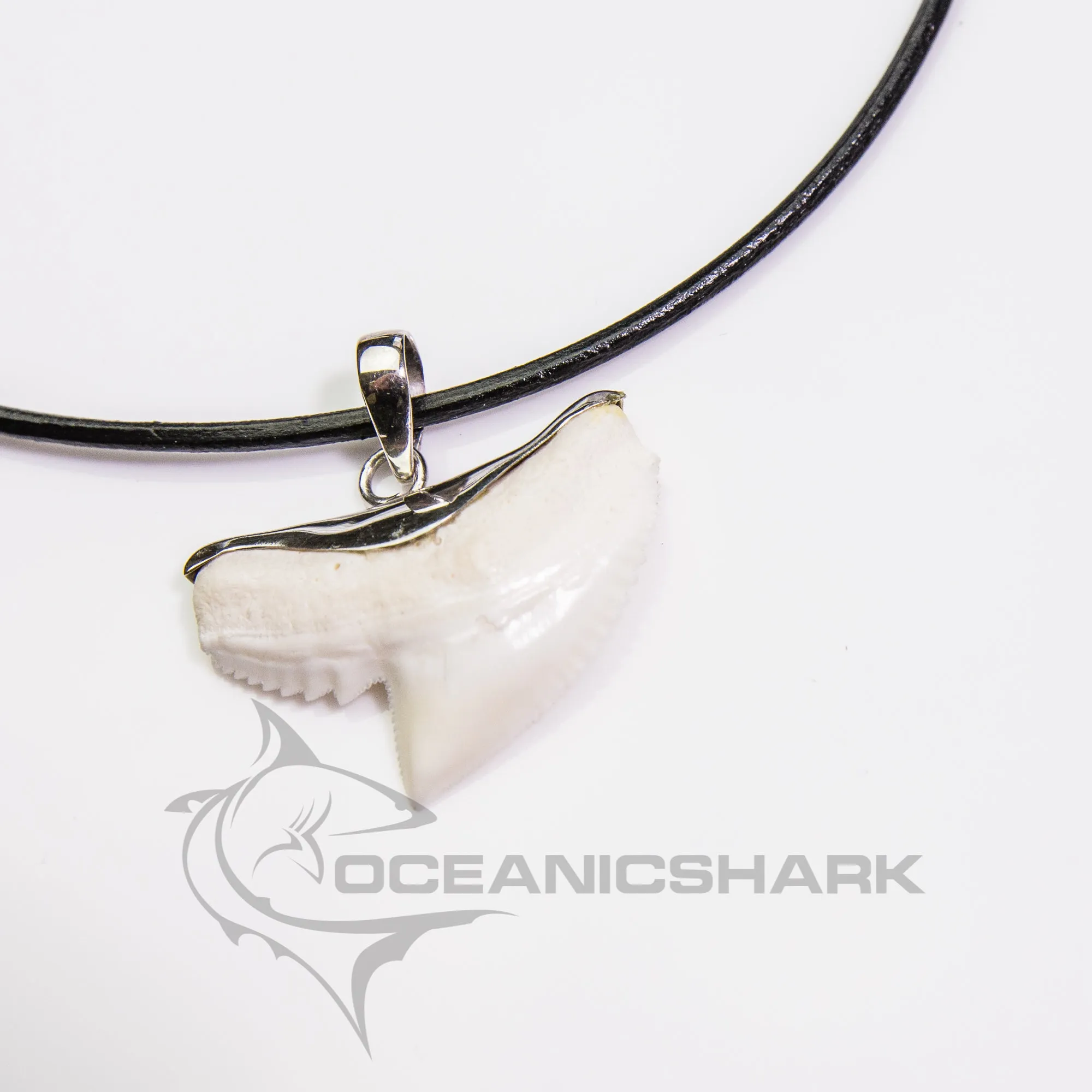 SALE Extra Large Tiger Shark Tooth Pendant s21