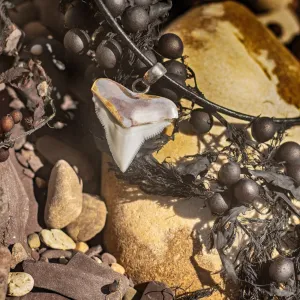 Shark Tooth Necklace Silver s45